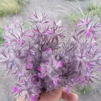 چای کوهی توکلوجه و آویشن|خوردنی و آشامیدنی|قم, بوستان جوان|دیوار