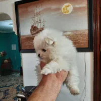 توله‌پامرین‌دوسر‌خرسی‌خالص|سگ|طرقبه, |دیوار