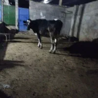 گاو.همراه با گوساله