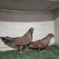 ۲ جفت کله ای چاپی در بندر دیلم