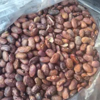 ضایعات لوبیا چیتی