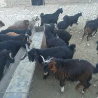 کهره نامدار سبک وزن بستی در خرامه|حیوانات مزرعه|شیراز, بعثت|دیوار