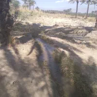 زمین باغی|فروش زمین و ملک کلنگی|جیرفت, |دیوار