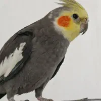 عروس هلندی نر|پرنده|مریوان, |دیوار