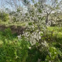 فروش زمین زراعی|فروش زمین و ملک کلنگی|فیرورق, |دیوار