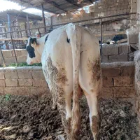 گوساله نر چاق