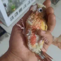 جوجه گیرنچیک|پرنده|مشهد, حجت|دیوار