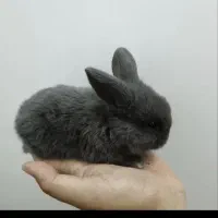 بچه خرگوش لوپ اندازه یک کف دست|موش و خرگوش|گناباد, |دیوار