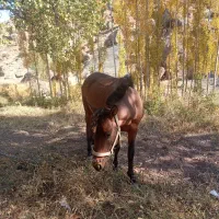 اسب خوب یورقه