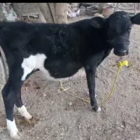 گوساله|حیوانات مزرعه|سرپل ذهاب, |دیوار