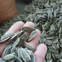 تخمه گل افتاب|خوردنی و آشامیدنی|قم, کلهری|دیوار