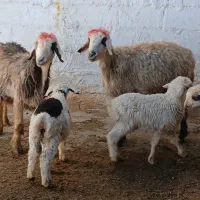 میش بره دار