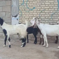 بز بره گوسفند گاو گاومیش قوچ گوساله درشادگان