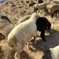 قوچ بزری قلمه|حیوانات مزرعه|شیراز, شهرک بهار|دیوار
