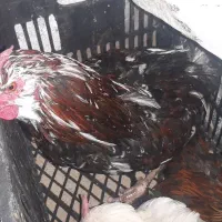 خروس چهل جیل گلین لری معاوضه با گندم یا خوراک|حیوانات مزرعه|بلداجی, |دیوار