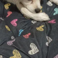 واگذاری.سگ.شیواا.پامر