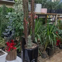 افوربیا فقط ۱۷۵۰۰۰تومان