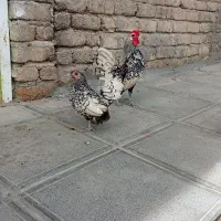 مرغ خروس مینیاتوری