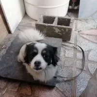 سگ پاکوتاه تربیت شده فروشی|سگ|هشتگرد, هشتگرد قدیم|دیوار