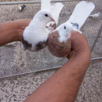 پرشی|پرنده|قم, باغ کرباسی|دیوار