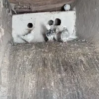 کبوتر طوقی و تهرانی|پرنده|خاوه, |دیوار