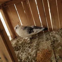 کفتر بلژیکی نر کاکلی خوشگل