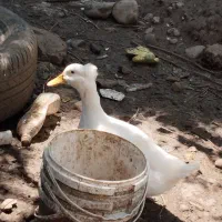 اردک اسرایلی