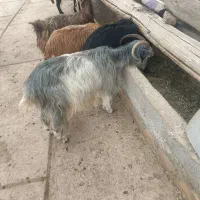 بز ماده ابستن ۲قلو زا