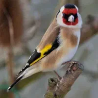 تعدادی سهره یکجا فروش