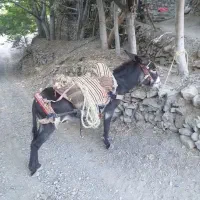الاغ نر خر