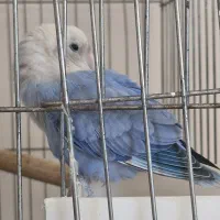 طوطی برزیلی مولد مارال|پرنده|اسلام‌شهر, شهرک انبیا|دیوار