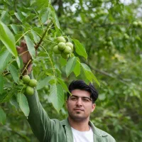 نهال گردو تویسرکان پوست کاغذی