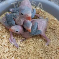 جوجه سرلاکی ملنگو