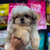 شیتزو سوپرفلت