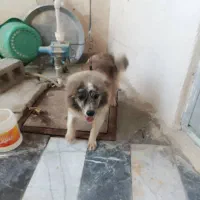 فروش سگ با شناسنامه