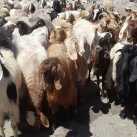 گوسفند خونی برای رفع بلا چشم زخم