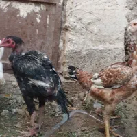 معاوضه مرغ باگوشی|حیوانات مزرعه|خاش, |دیوار