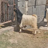 بز بزغاله چاوش