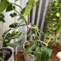 گلدون گوش فیلی یا فیلو دنرون بزرگ