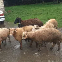 گوسفند بره نر|حیوانات مزرعه|صومعهسرا, |دیوار