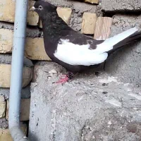 سینه تریاکی