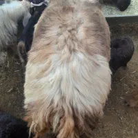 بره