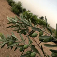 فروش باغشهری|فروش زمین و ملک کلنگی|شیراز, حافظیه|دیوار
