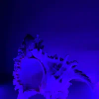 صدف مورکس خاص و کلکسیونی|کلکسیون اشیاء عتیقه|ری, ظهیرآباد|دیوار