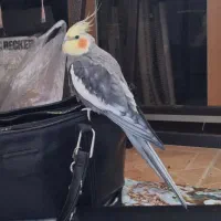 طوطی عروس هلندی سینامون