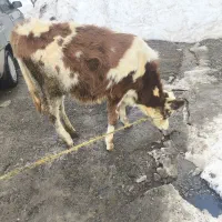 گوساله سیمینتال خو خوراک