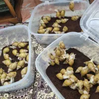 حلزون|خزنده|زابل, |دیوار