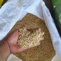 جو کاشت و انواع خوراک دام