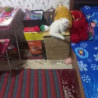 گربه پرشین ۶ماهه سفید حرف گوش کن|گربه|بجنورد, |دیوار