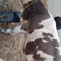 ۱۵۰ به بالا